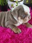 Buldog angielski piesek Lilak -tan