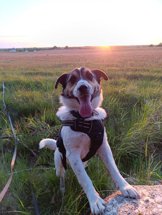 Szukamy nowego domu dla naszego psa