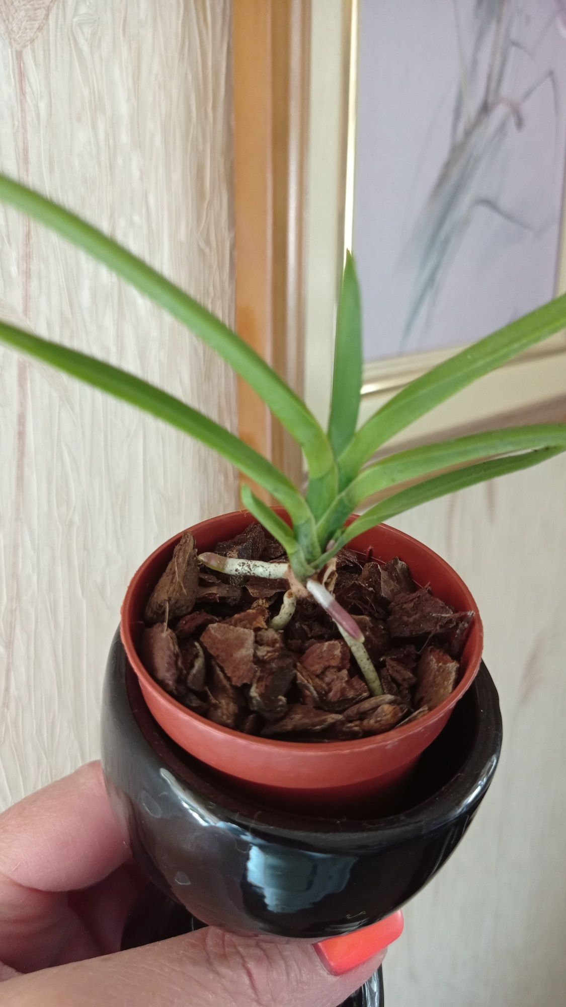 Орхидея Taeniophyllum obtusuma-1100грн;Neofinetia falkata;спатифиллум
