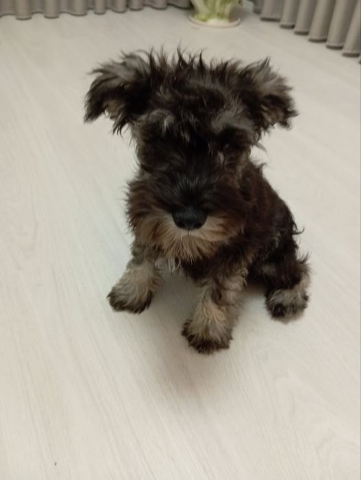 Чудова дівчинка окрас сіль-перець цвергшнауцер 4 місяця
Привита 7000гр