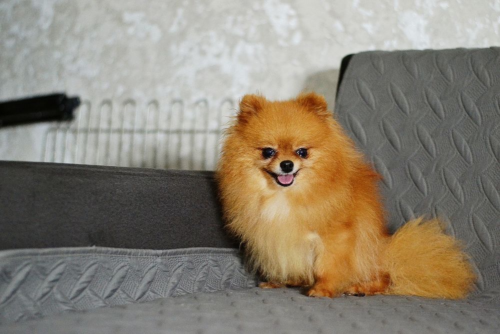 Дівчинка оранж шпіц