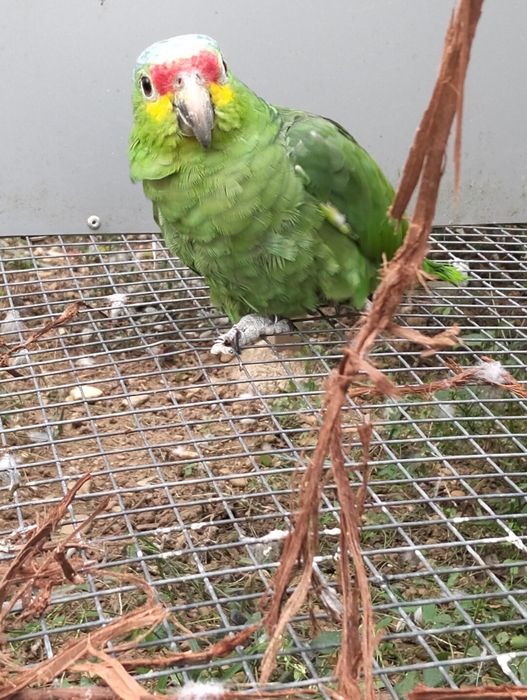 Disponível papagaios amazonas criados á mão