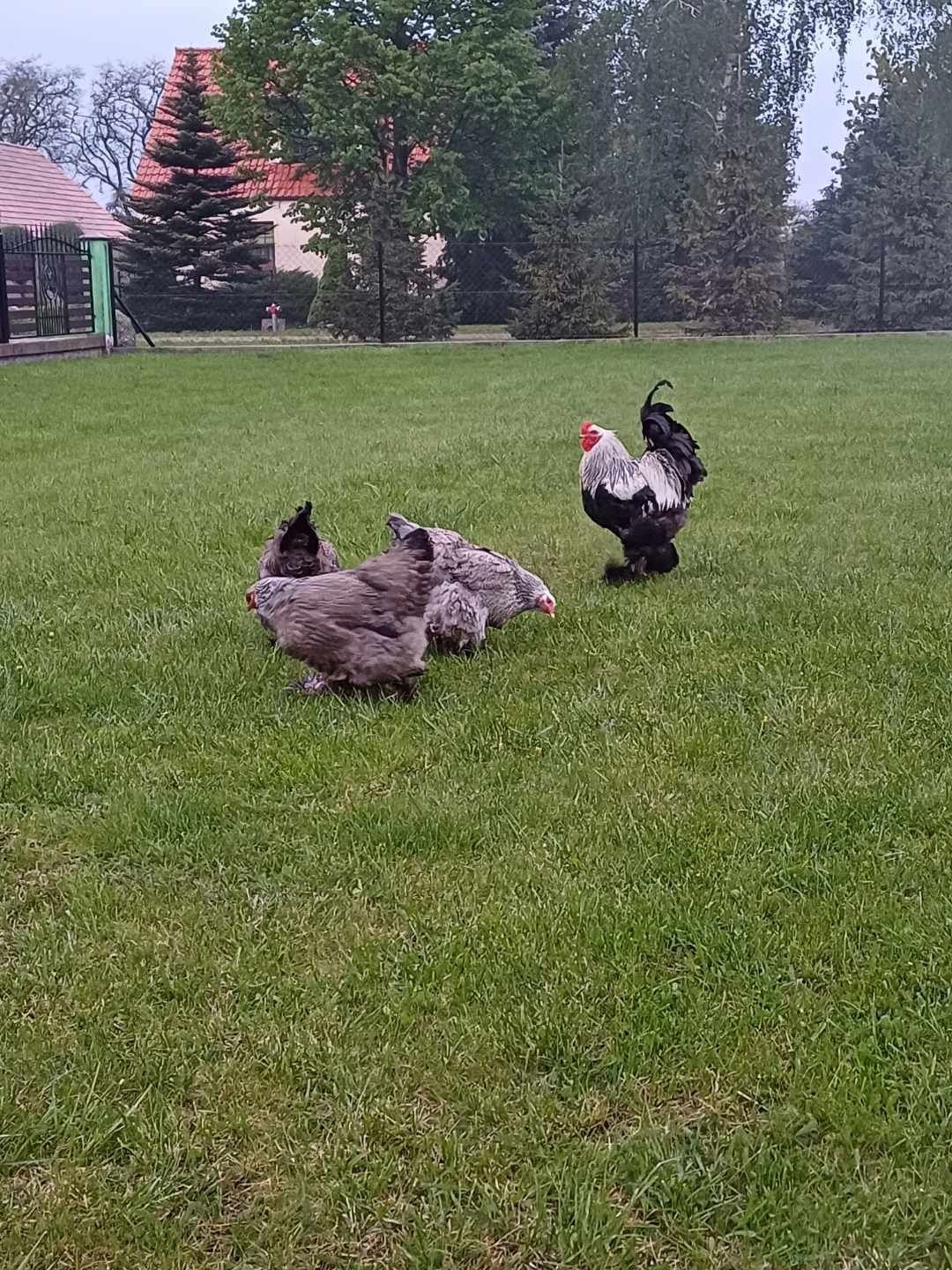 Jaja lęgowe Brahma Olbrzymi