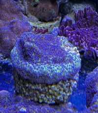 Montipora Koralowiec