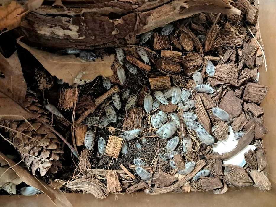 Isopody Porcellino laevis dairy cow 40 sztuk