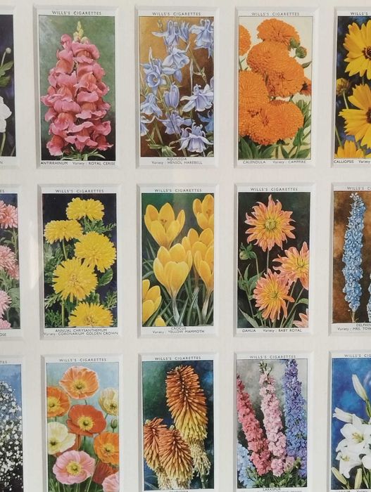 Quadro Flores - Colecção 50 Cartões Cigarros