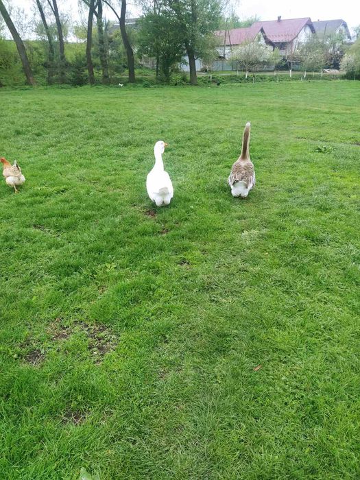 Продам Гуси Холмогори