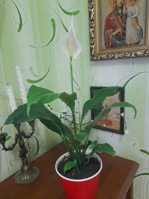 Цветы цветущие и очень красивые