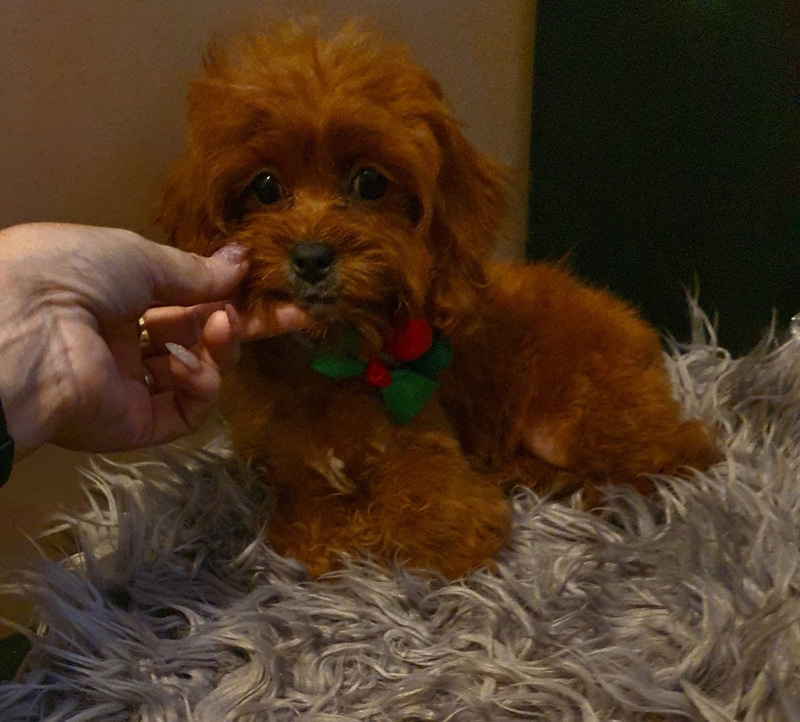 Cavapoo śliczna sunia CUDO