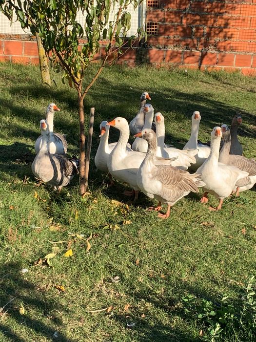 gansos do campo de alta qualidade  - preço atrativo