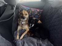 Para piesków do adopcji - warunki specjalne