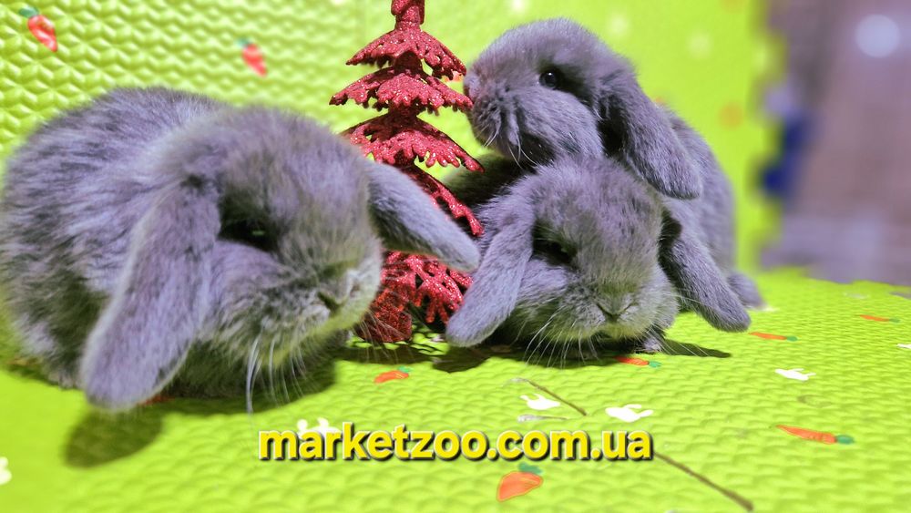 Ексклюзивна пропозиція для справжніх цінителів краси та ніжності!