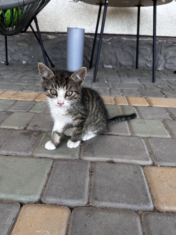 Котенята безкоштовно