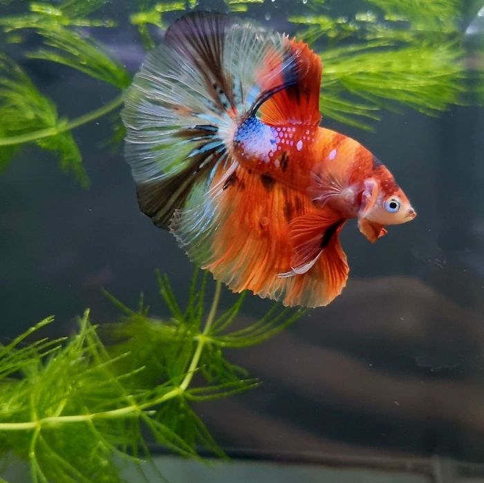 Bojownik HM nemo