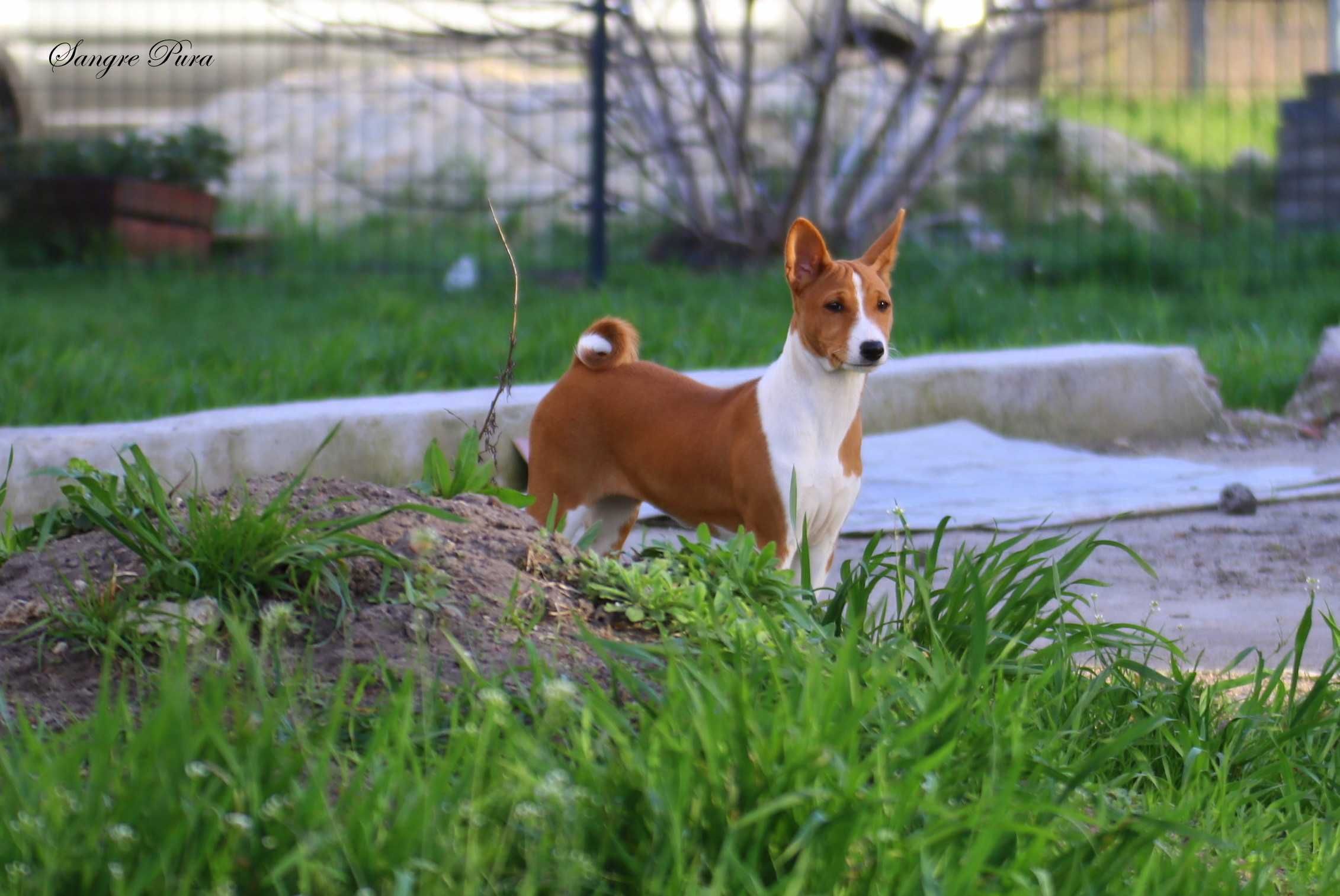 Szczenię Basenji