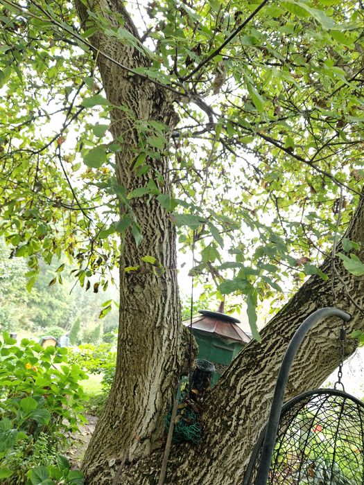 Orzech włoski na deski