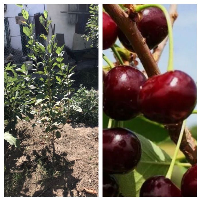 Саженцы вишни Шпанки