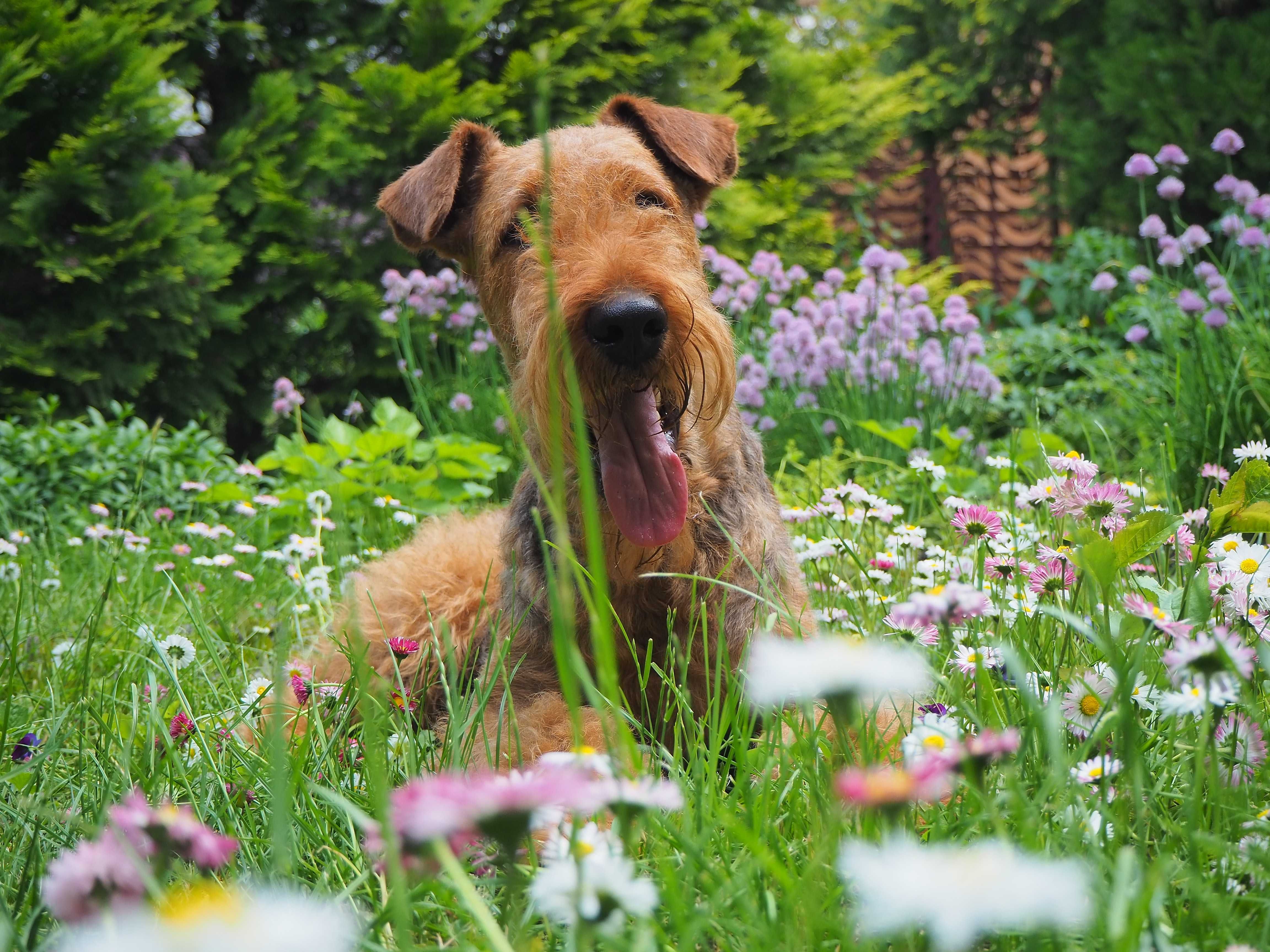 Airedale Terrier (ZKwP/FCI) - Planowany miot