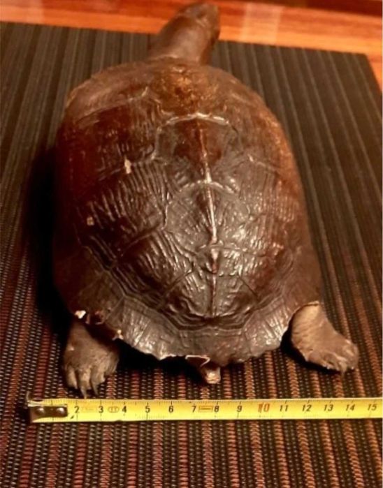 żółw preparowany z PRL