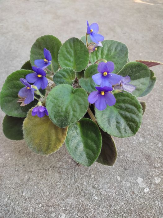 Сингониум,фиалки