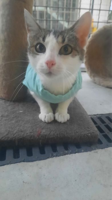 Kochana Zyzia szuka domu