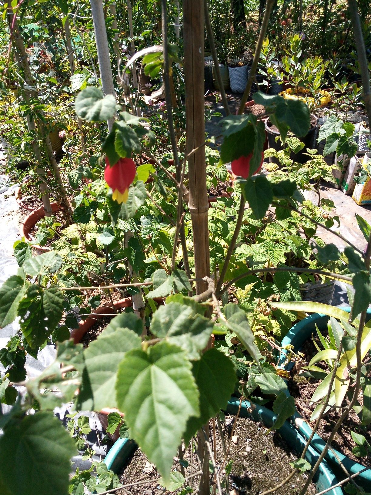 Plantas para o seu jardim