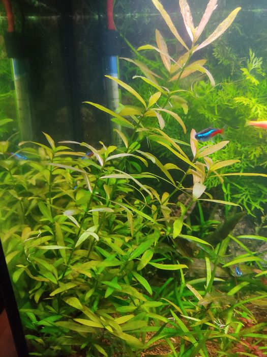 Рослини до акваріуму