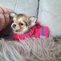 Cola piękna suczka długowłosa Chihuahua