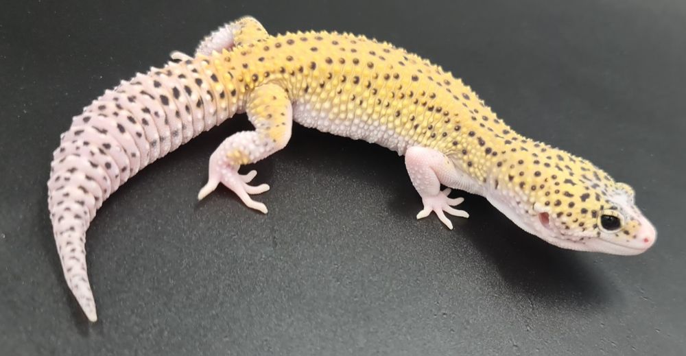 Gekon lamparci Mack Snow Eclipse poss het Tremper