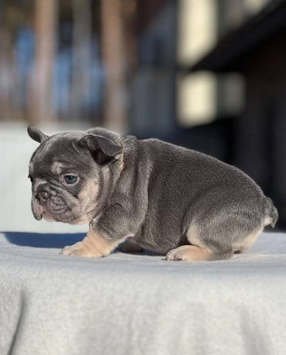 Дівчинка красуня.блакитнА