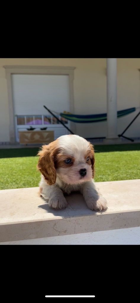 Cavalier king charle macho