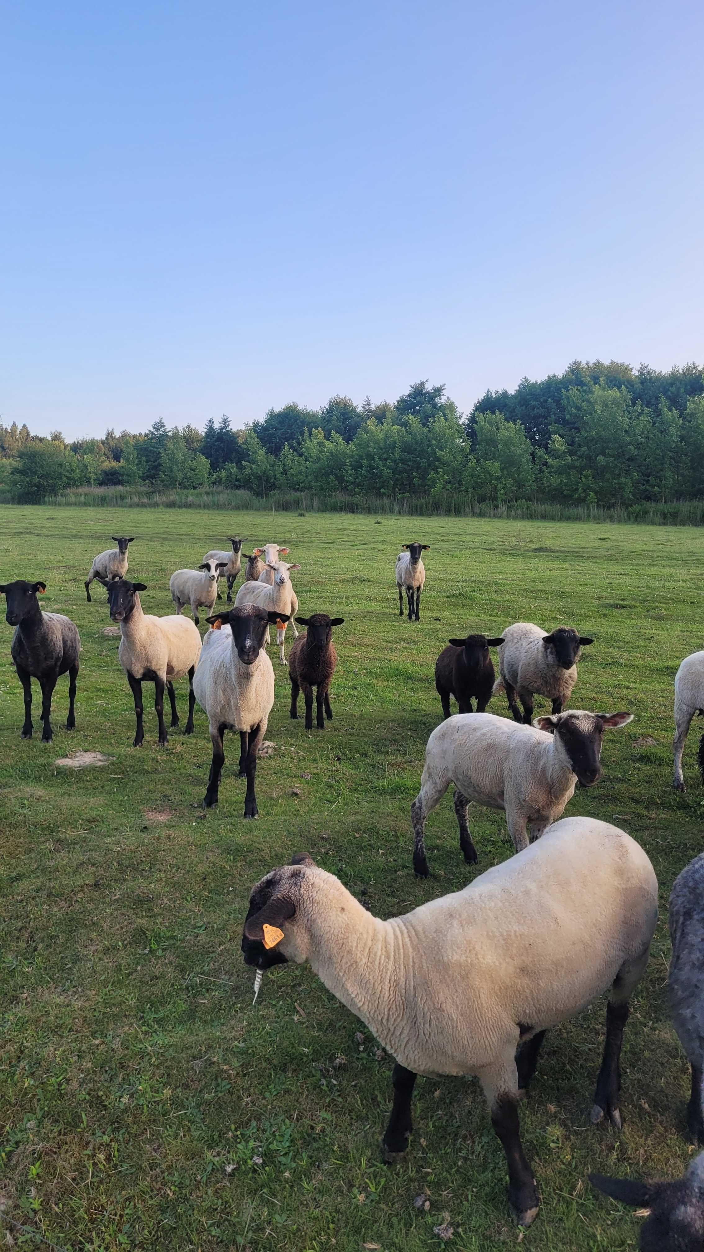 Owce jagnięta jagnice czarnogłowka (jagnięcina)