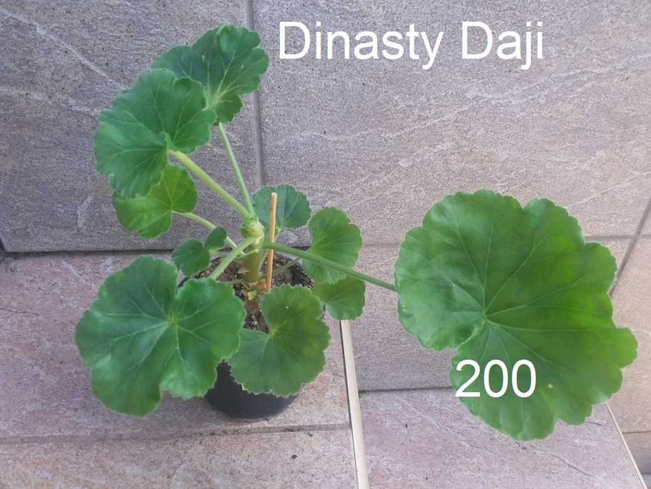 Сортовые пеларгонии