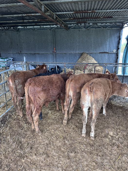 Lote 5 cx de carne