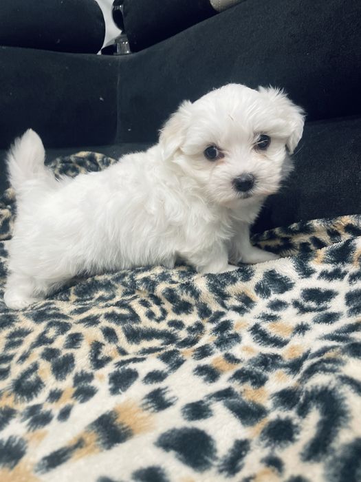 Maltańczyk szczeniaczki