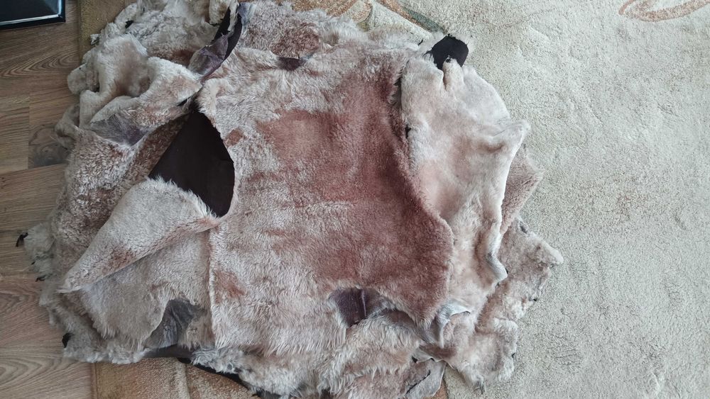 skory z owiec wyprawione