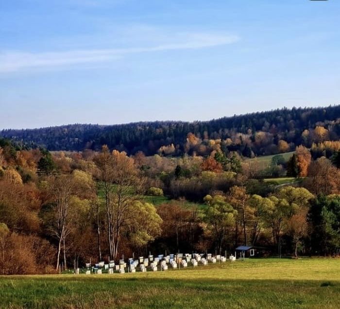 Pierzga pszczela                                    1 x słoik 200 g