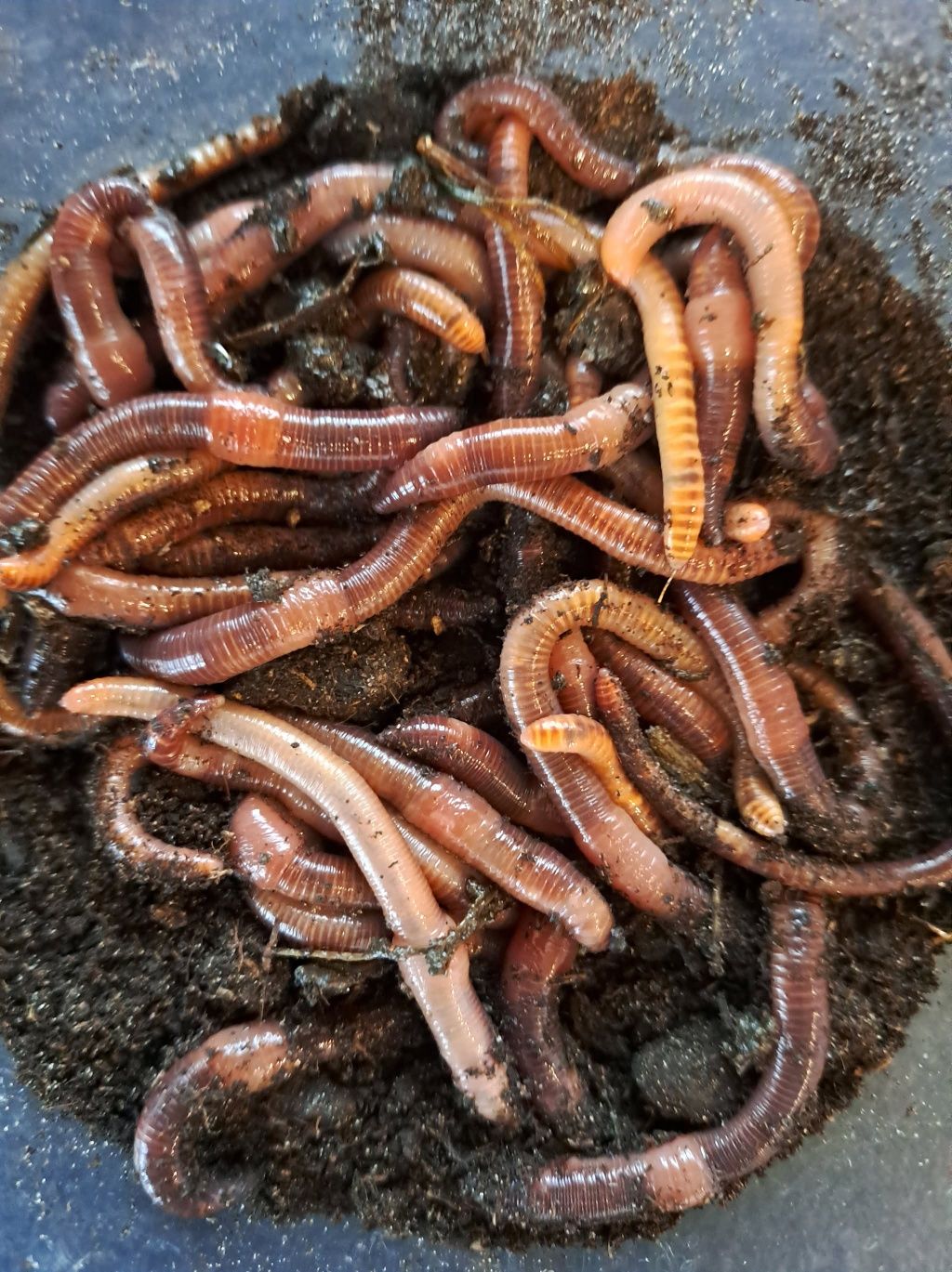 Robaki czerwone (dendrobena) 100g