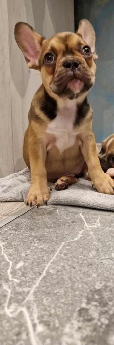 Buldog francuski dziewczynka