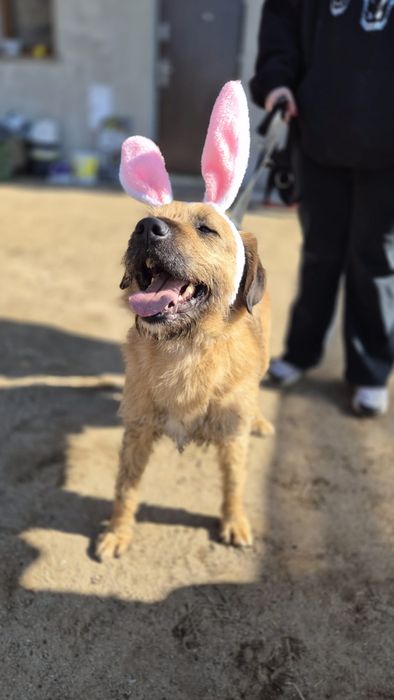 Szorściak Bono poleca się do adopcji!