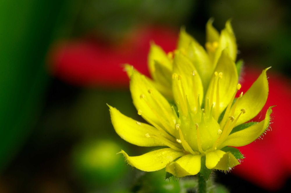 Minolta MD Macro 50mm 1:3.5 Lente