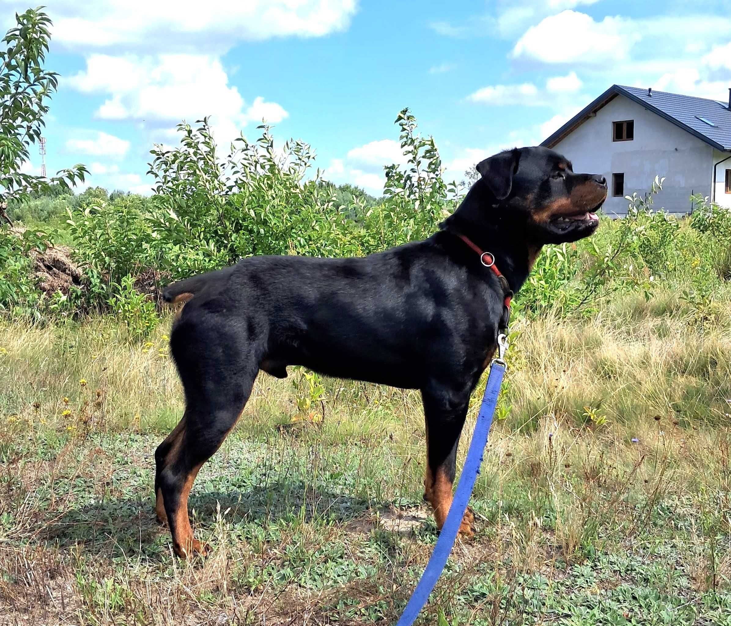 Cooper w typie rottweiler młodziak, typowy przedstawiciel swojej rasy