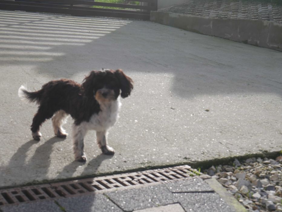 Maltipoo Urocza odchowana sunia