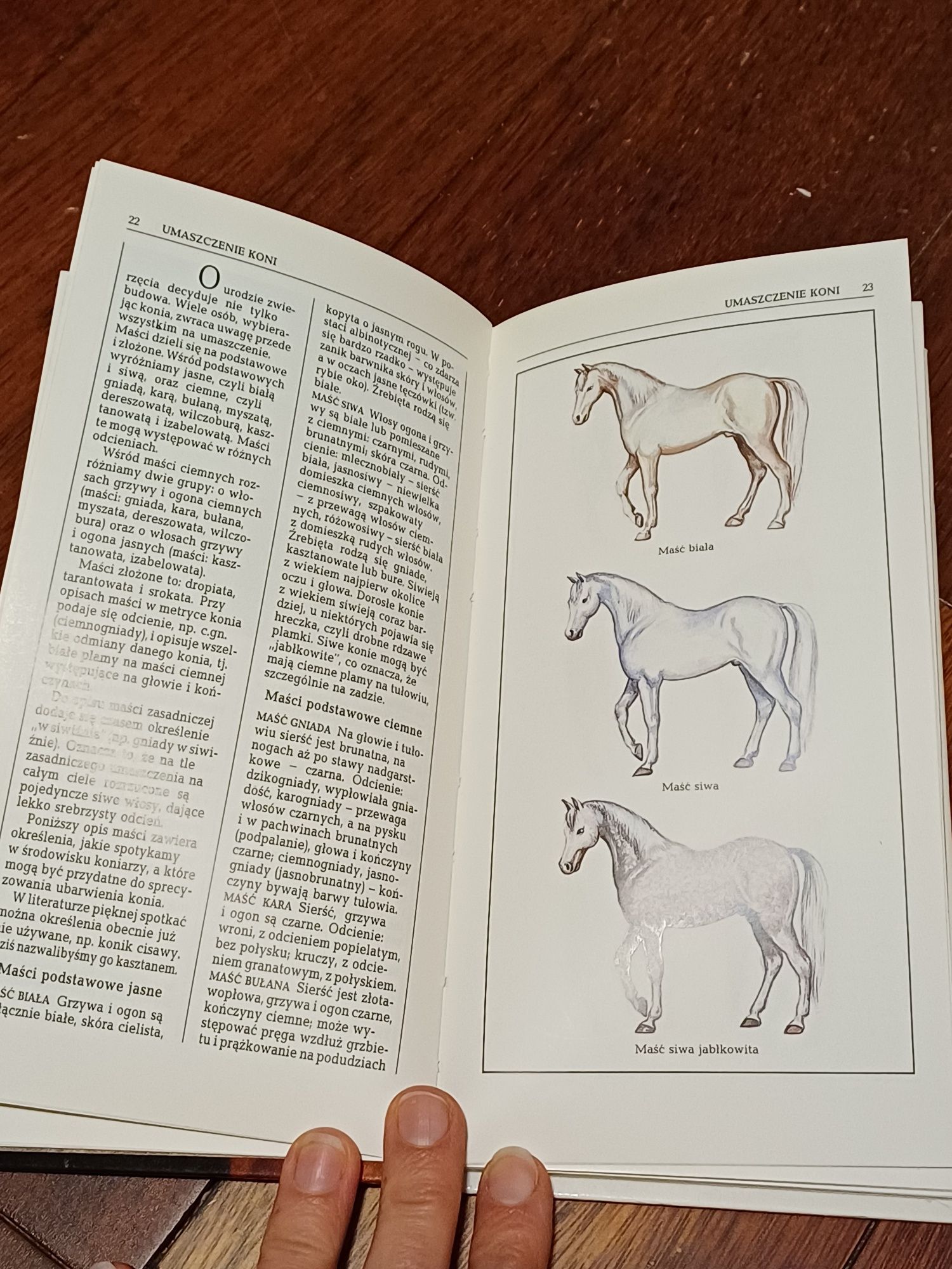 Encyklopedia konie i źrebięta 1993