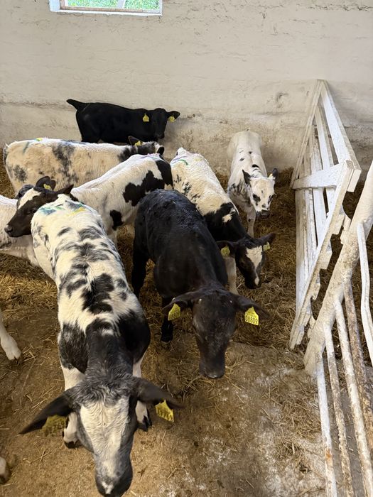 Byczki i jalowki startery