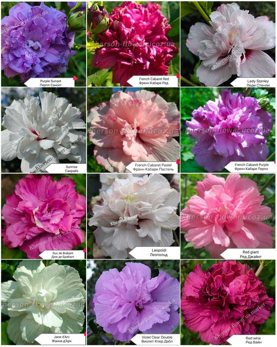 Гибискус древовидный Purpureus Variegatus