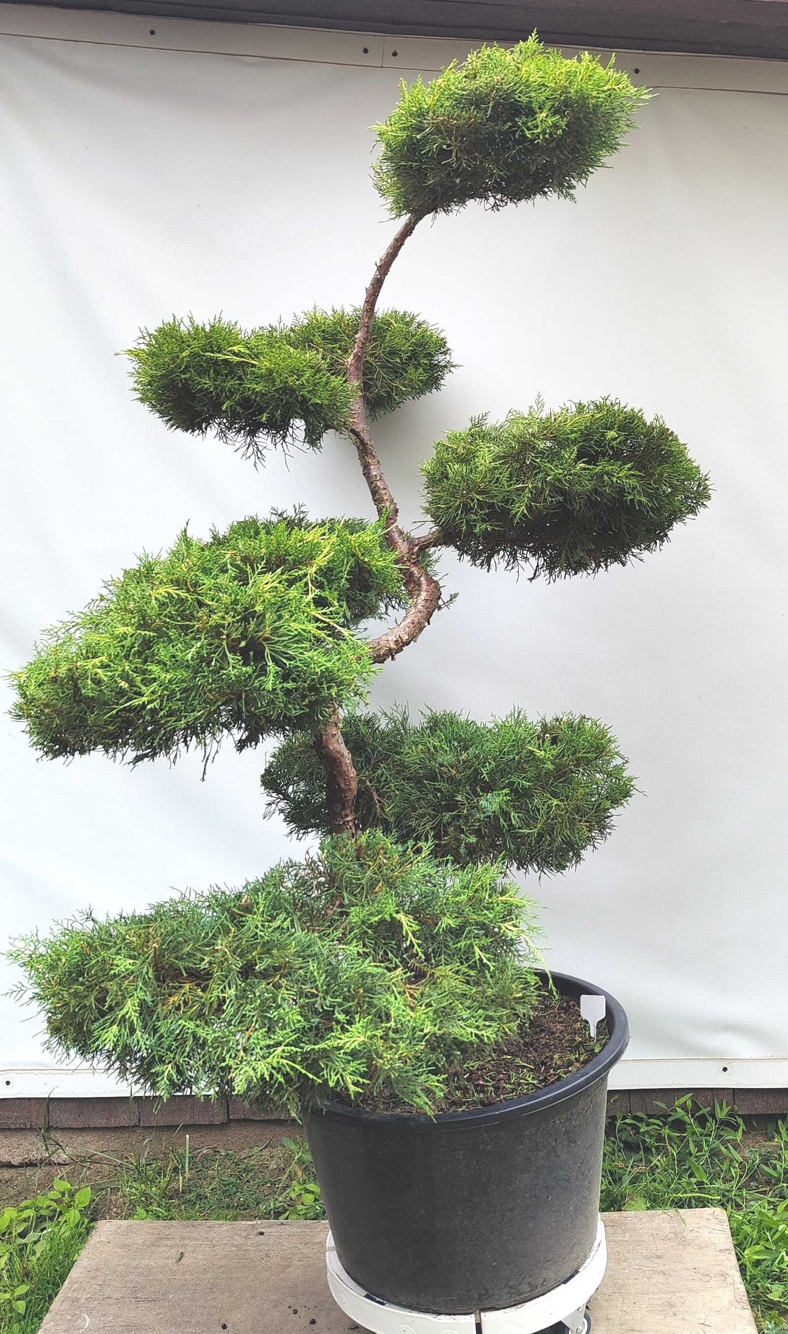 Bonsai Niwaki Jałowiec Gold Star