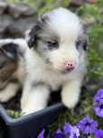 Piesek Border Collie DO REZERWACJI