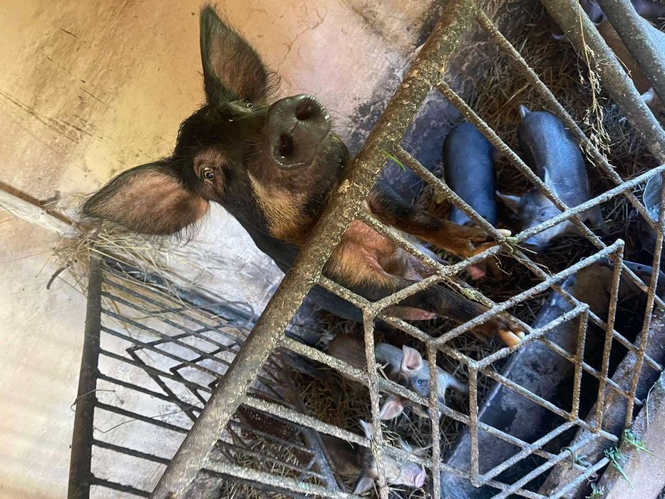 Продам поросята породи мангал дюрок