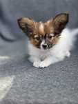 Piesek sobolowy Papillon ZKwP FCI